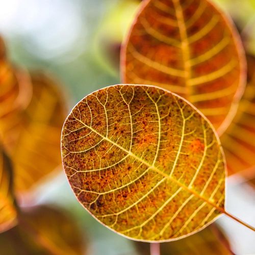 COTINUS